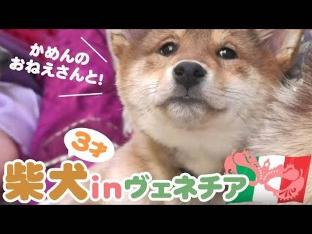 どうぶつピース かわいい大図鑑 犬編 25 ヴェネツィア絆物語 柴犬 子犬 Shiba Inu Antenna アンテナ