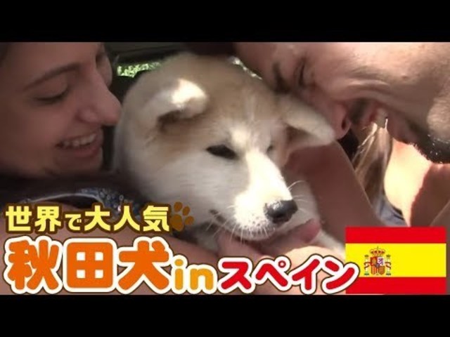 どうぶつピース かわいい大図鑑 犬編 30 世界で大人気 海外で暮らす日本犬 Antenna アンテナ