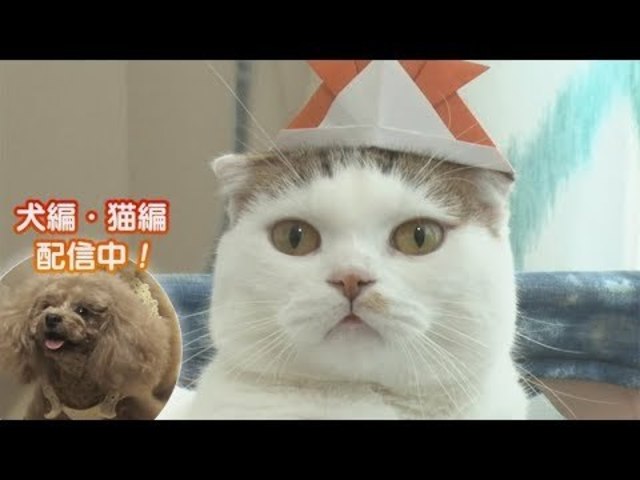 どうぶつピース!!かわいい大図鑑」猫編(39)何に似ている? カツラ