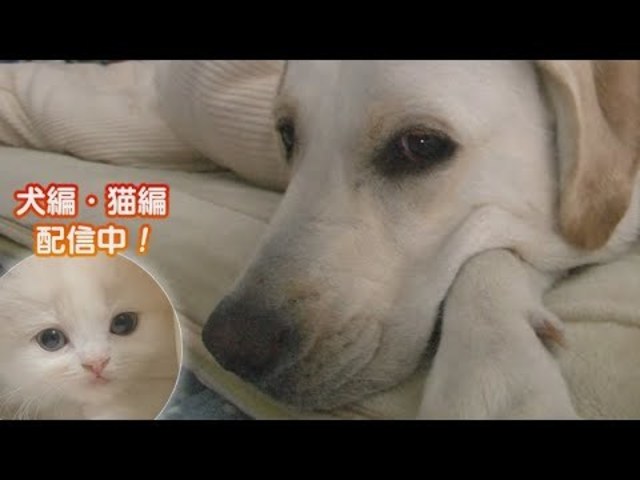 どうぶつピース かわいい大図鑑 犬編 40 盲導犬を目指すワンちゃんの奮闘記 Antenna アンテナ