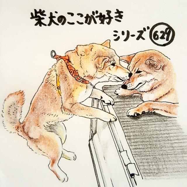 柴犬あるある 実はジャンプ力がスゴイ 連載 ここ掘れここ柴 Vol 29 Antenna アンテナ