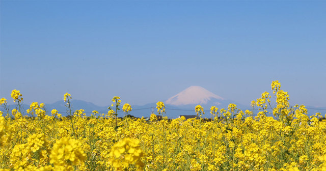 1月が見頃 菜の花 富士山 の絶景 Antenna アンテナ