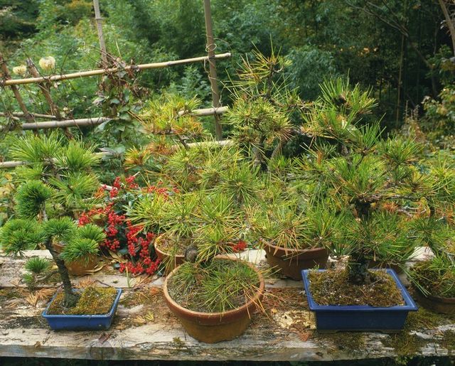 五葉松盆栽の仕立て方 剪定 針金成形 植え替え Antenna アンテナ