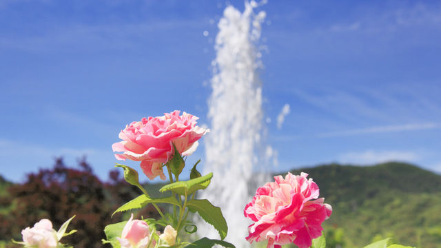 バラの花が 咲き終わった後 に行う 2番花を楽しむための11のコツ Antenna アンテナ