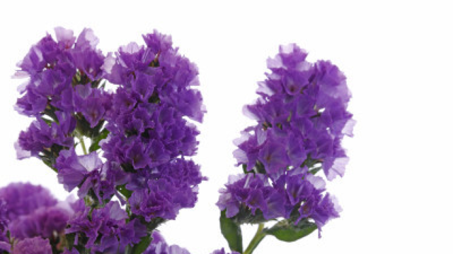 百合 ユリ の花言葉 由来 誕生花 怖い意味は Antenna アンテナ