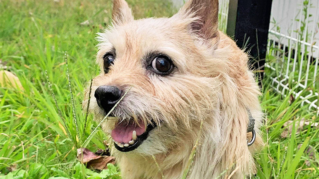 老犬なのにイタズラ好き 笑顔と驚きと感謝の老犬との毎日 Antenna アンテナ