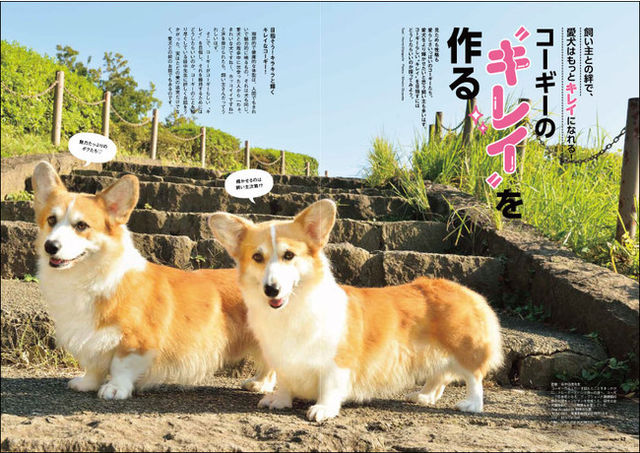 コーギー好き卒倒必至 全世界のかわいいコーギー写真が山ほど見られる コギまるvol 3 6月30日 木 に発売 Antenna アンテナ