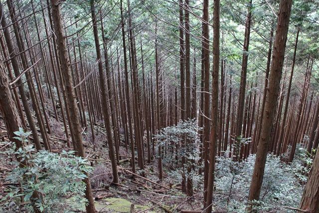 荒廃した奥地人工林を 低コストで管理できる森林 へ Antenna アンテナ