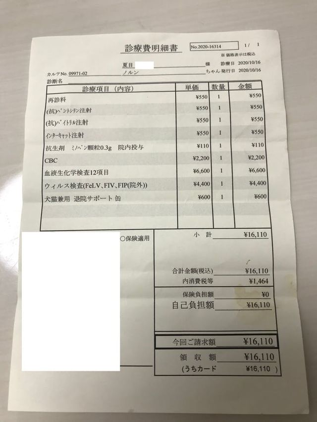 希望をくれたノルンを助けたい】FIP（猫伝染性腹膜炎）治療ご支援の 