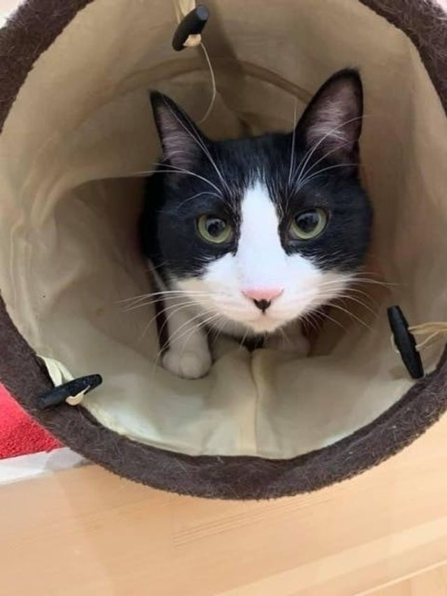 尿道狭窄」の障害を持った猫の小さな命を守りたい  antenna*[アンテナ]