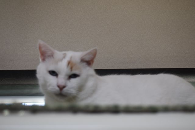 猫と触れ合える旅館「新玉(あらたま)旅館」の保護猫たちの命を守りたい 