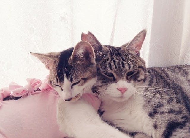 助けてください！余命宣告１週間、FIP(伝染性腹膜炎)を発症したアイラ 