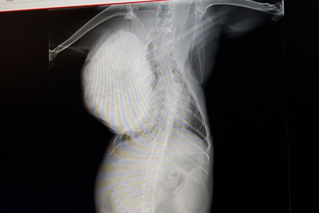 野良猫の骨肉腫 手術費用 保護部屋の修繕 Antenna アンテナ 野良猫の骨肉腫 手術費用 保護部屋の修繕 Antenna アンテナ