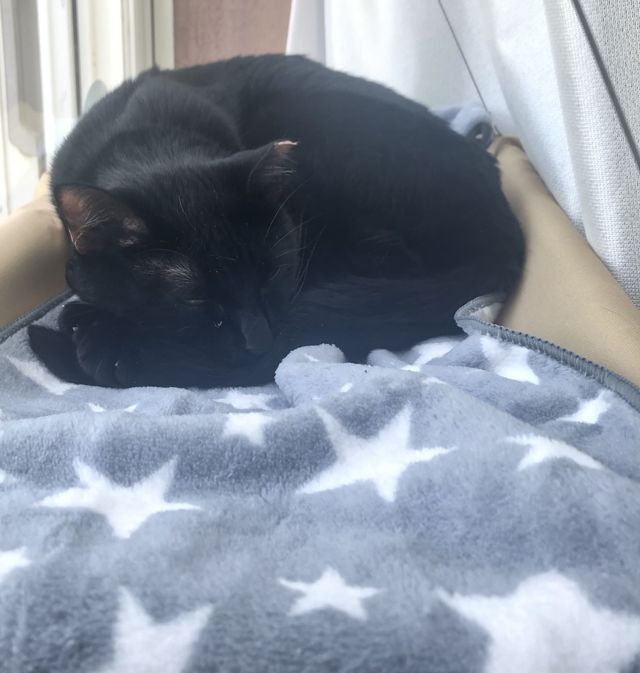 難病FIP【猫伝染性腹膜炎】を発症したうにちゃんの治療費ご協力お願い