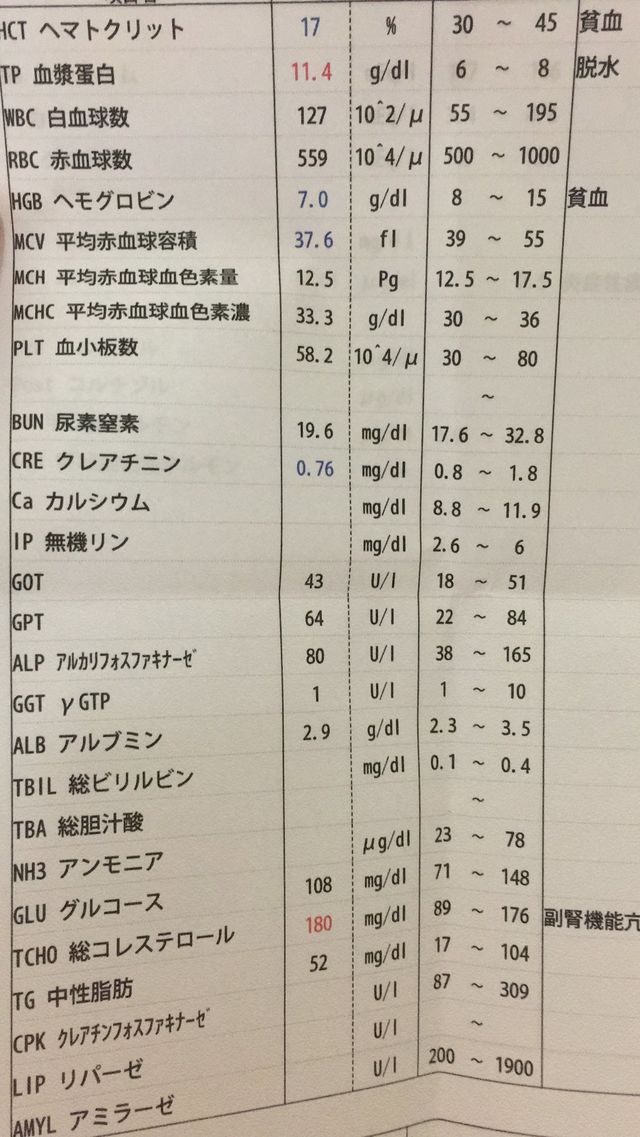助けてください】愛猫が猫伝染性腹膜炎と診断されました【FIP