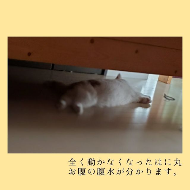 致死率100％難病ＦＩＰの愛猫[はに丸]にご支援ご協力のお願いです 