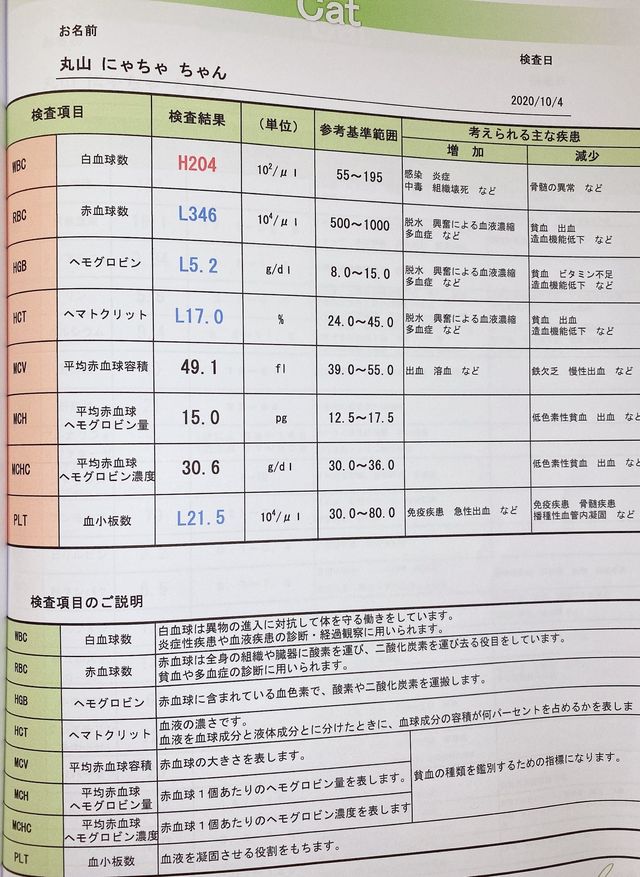 致死率99%猫伝染性腹膜炎(fip)生後3ヶ月のにゃちゃです。余命1ヶ月