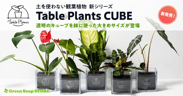 累計販売数9 000個 土を使わない観葉植物table Plantsシリーズに 四角いクリアポットの Table Plants Cube が新登場 Antenna アンテナ