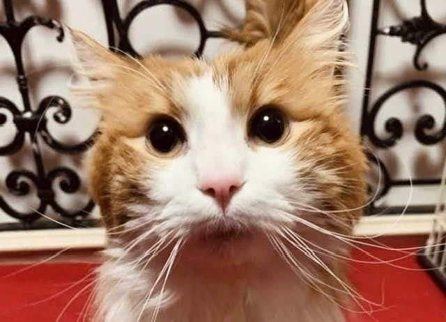 尿道狭窄」の障害を持った猫の小さな命を守りたい  antenna*[アンテナ]