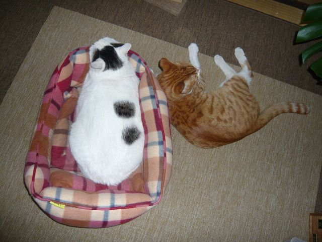 お願いします］小茶猫（こちゃねこ）を助けたいです。お力を貸して 
