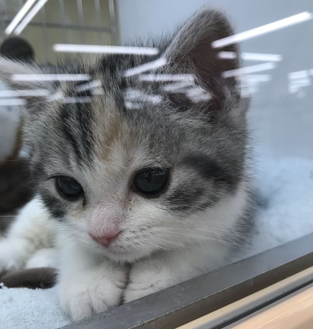 生後3ヵ月のルゥナの命を助けてください!!FIP治療費のご支援をお願い