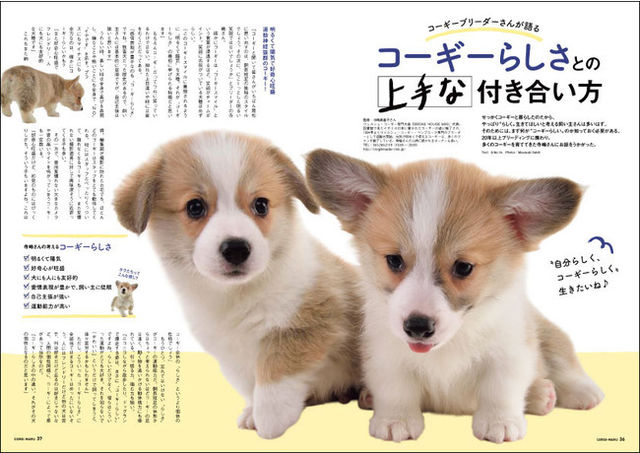 コーギー好き卒倒必至 全世界のかわいいコーギー写真が山ほど見られる コギまるvol 3 6月30日 木 に発売 Antenna アンテナ