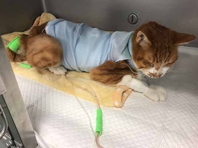 お願いします］小茶猫（こちゃねこ）を助けたいです。お力を貸して 