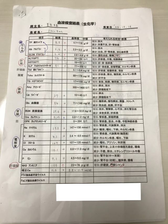 希望をくれたノルンを助けたい】FIP（猫伝染性腹膜炎）治療ご支援の 