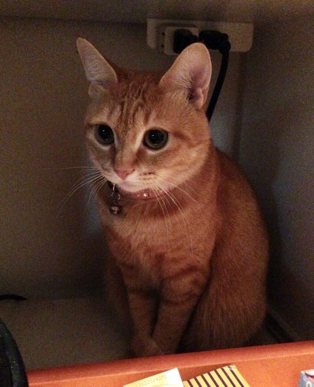 乳腺摘出手術・皮膚腫瘍】愛猫への支援をお願いいたします antenna