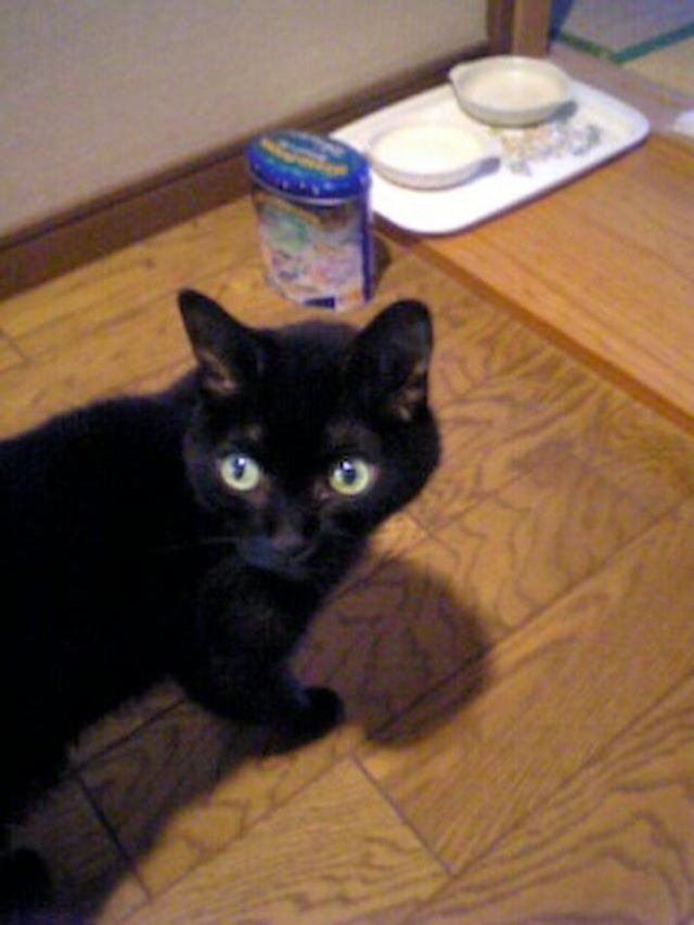 怪我をした黒猫を保護したら猫エイズキャリアで腎不全になりかかってい 
