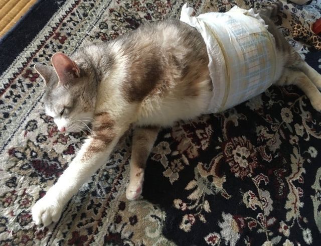 乳腺腫瘍(乳癌)と診断された13歳の愛猫「こまこ」への治療費のご支援 