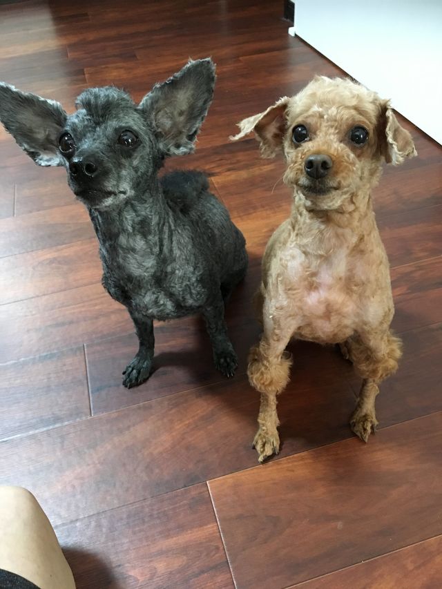 手術費のお願い】僧帽弁閉鎖不全症で余命半年のマンゴーを手術で救い 