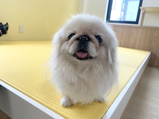 旧 ペットンカフェ コロナに負けたくない 犬猫カフェ 月と太陽 存続の危機 Antenna アンテナ