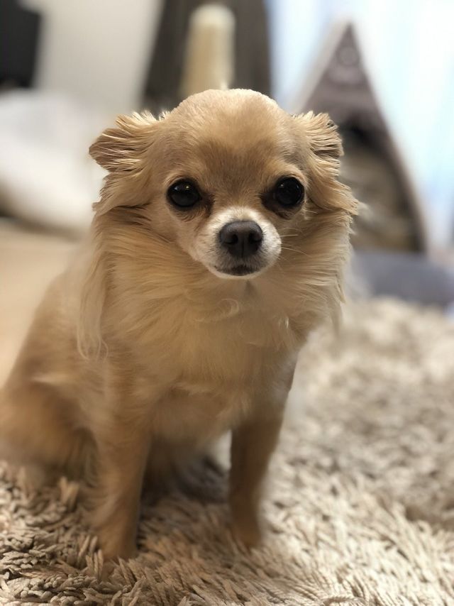 原因不明の難病 気管虚脱 で苦しむチワワ クロエ を助けてください Antenna アンテナ