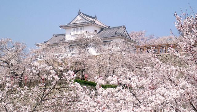 津山愛は自粛しない 津山城ナリエ イルミネーションで みんなの心にワクチンを Antenna アンテナ