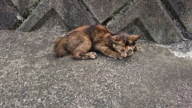 子供達の 助けてほしい から始まった挑戦 骨盤骨折の保護猫にご支援お願いします Antenna アンテナ