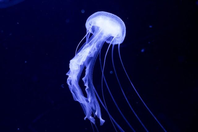 鶴岡市立加茂水族館 美しいクラゲたちをえさ代で救いたい Antenna アンテナ
