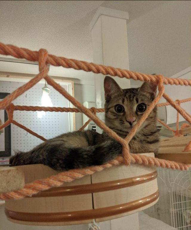愛猫家さんの猫ちゃんにクォリティーの高い猫遊具・猫家具で遊んで貰い 