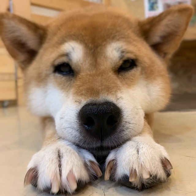 旧 ペットンカフェ コロナに負けたくない 犬猫カフェ 月と太陽 存続の危機 Antenna アンテナ