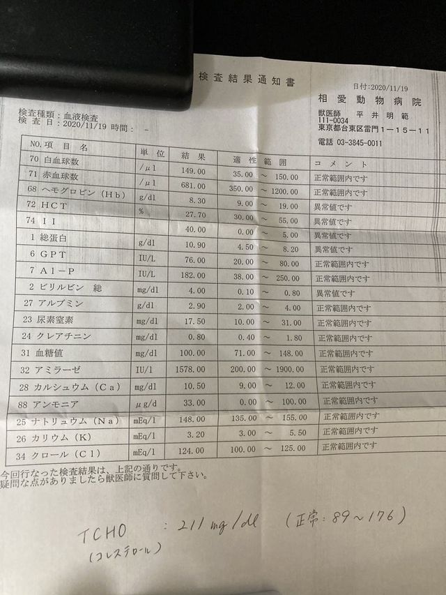 致死率ほぼ100%の猫伝染性腹膜炎(FIP)から助けたい。  antenna*[アンテナ]