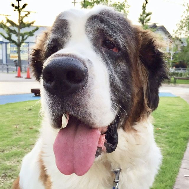 旧 ペットンカフェ コロナに負けたくない 犬猫カフェ 月と太陽 存続の危機 Antenna アンテナ
