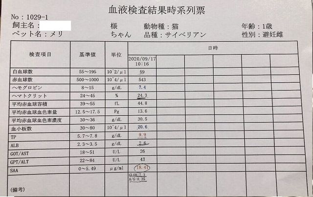 致死率99.9%の難病FIP(猫伝染性腹膜炎)になったメリの命を繋げたいです 
