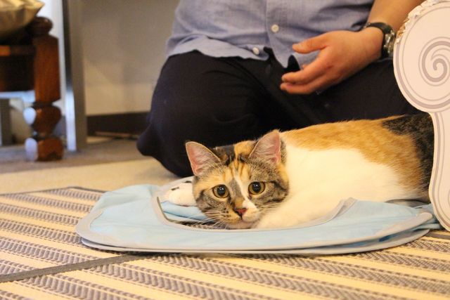 長野の猫カフェ ねこカフェなる 事業継続の支援のお願いです Antenna アンテナ