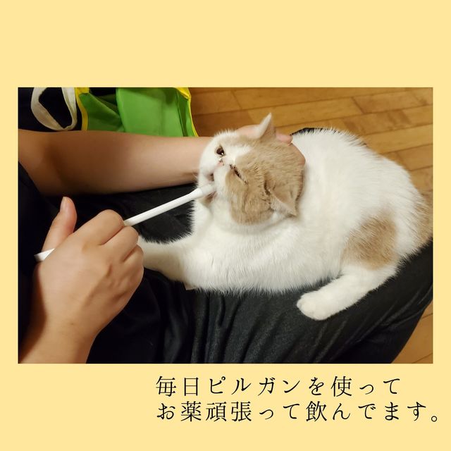 致死率100％難病ＦＩＰの愛猫[はに丸]にご支援ご協力のお願いです 