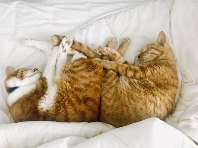 お願いします］小茶猫（こちゃねこ）を助けたいです。お力を貸して 