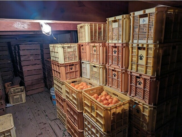 日本農業遺産認定】蔵出しみかんの蔵入れ作業が始まりました。みかん