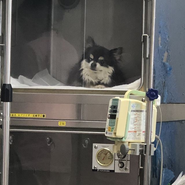 チワワ僧帽弁閉鎖不全症の手術代のご協力とご支援宜しくお願い致します 